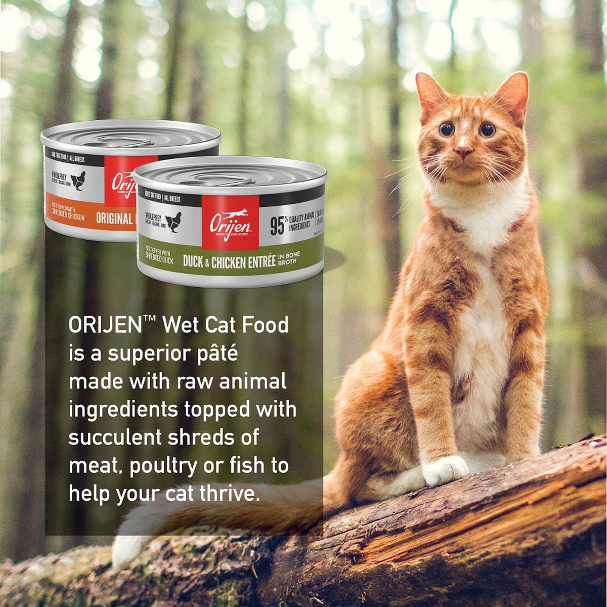 Orijen Wet Cat Food Pâté, Variety Pack Grain Free Wet Cat Food 3oz*12 / 85g*12 | 85462-XCMT